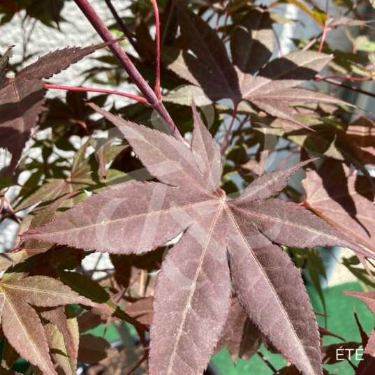 Acer Palmatum 'Fujinami' - Érable du Japon