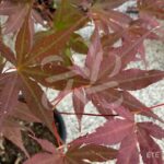 Acer Palmatum 'Fujinami' - Érable du Japon