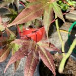 Acer Palmatum 'Fujinami' - Érable du Japon