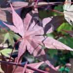 Acer Palmatum 'Fujinami' - Érable du Japon