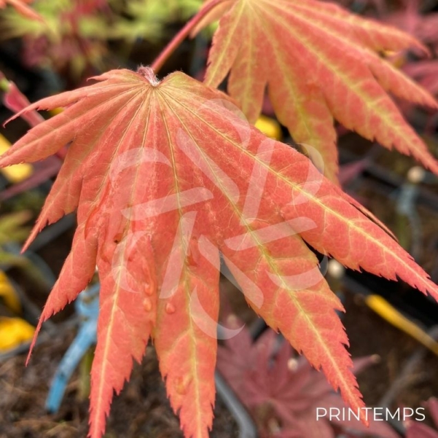 Acer Shirasawanum Autumn Moon - Érable du Japon