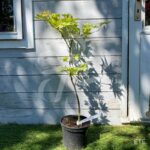 Acer Shirasawanum Autumn Moon - Érable du Japon