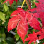 Acer palmatum 'Britta's Best' - Érable du Japon