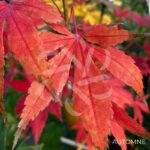 Acer palmatum 'Britta's Best' - Érable du Japon