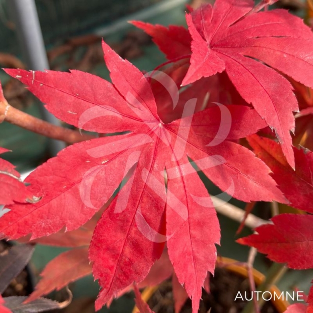 Acer palmatum 'Britta's Best' - Érable du Japon