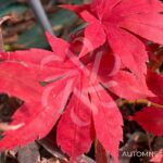 Acer palmatum 'Britta's Best' - Érable du Japon
