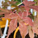 Acer palmatum 'Britta's Best' - Érable du Japon