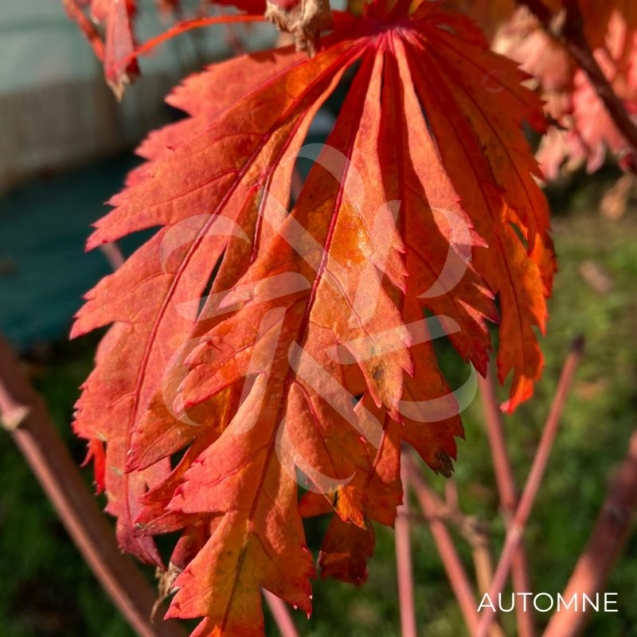 Acer japonicum 'Aconitifolium' - Érable du Japon
