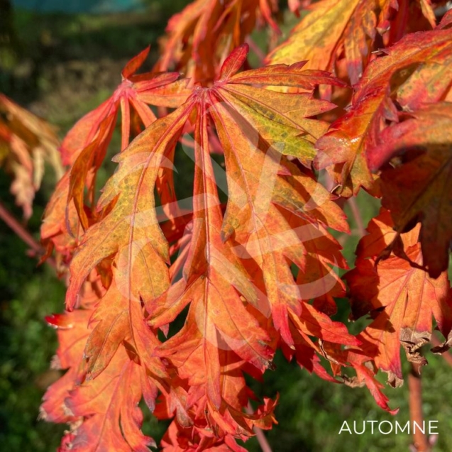 Acer japonicum 'Aconitifolium' - Érable du Japon