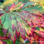 Acer japonicum 'Aconitifolium' - Érable du Japon