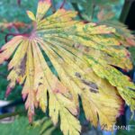 Acer japonicum 'Aconitifolium' - Érable du Japon