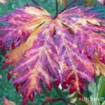 Acer japonicum 'Aconitifolium' - Érable du Japon