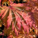 Acer japonicum 'Aconitifolium' - Érable du Japon