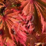 Acer japonicum 'Aconitifolium' - Érable du Japon