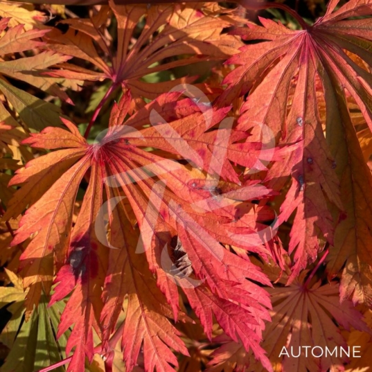 Acer japonicum 'Aconitifolium' - Érable du Japon