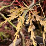 Acer Palmatum 'Black Skate' - Érable du Japon