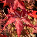 Acer palmatum 'Diana' - Érable du Japon