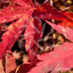 Acer palmatum 'Diana' - Érable du Japon