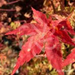 Acer palmatum 'Diana' - Érable du Japon
