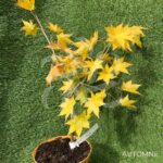 Acer Palmatum 'Genji Yama'