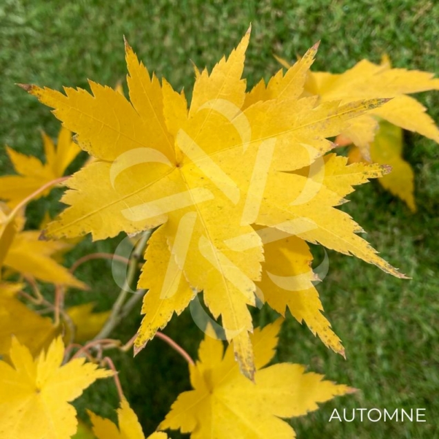 Acer Palmatum 'Genji Yama'