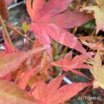 Acer Palmatum 'Hino-o' - Érable du Japon