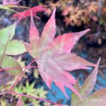 Acer Palmatum 'Hino-o' - Érable du Japon