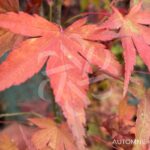 Acer Palmatum 'Hino-o' - Érable du Japon