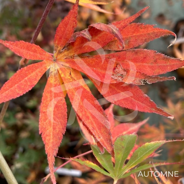 Acer Palmatum 'Ichigoy Nishiki' - Érable du Japon chez Palmatia Plantes
