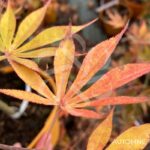 Acer Palmatum 'Ichigoy Nishiki' - Érable du Japon chez Palmatia Plantes