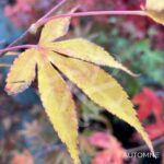 Acer Palmatum 'Ichigoy Nishiki' - Érable du Japon chez Palmatia Plantes