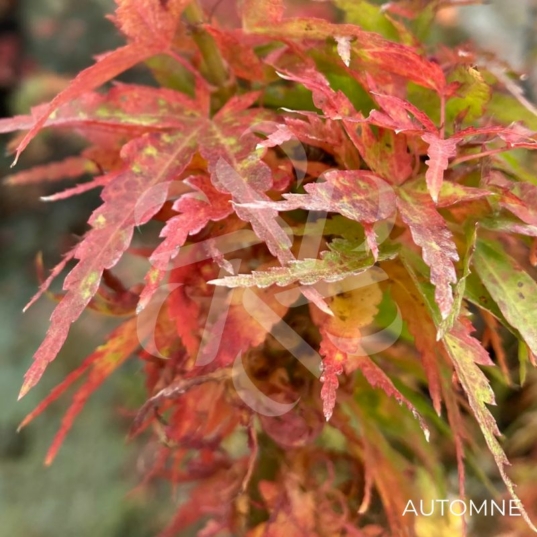Acer palmatum 'Kotohime' - Érable du Japon