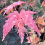 Acer Palmatum 'Nadia' - Érable du Japon chez Palmatia Plantes