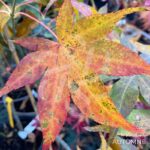 Acer Palmatum 'Shishigosan' - Érable du Japon