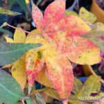 Acer Palmatum 'Shishigosan' - Érable du Japon