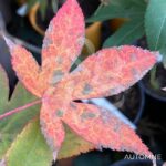 Acer Palmatum 'Shishigosan' - Érable du Japon