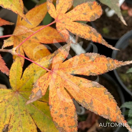 Acer Palmatum 'Shishigosan' - Érable du Japon