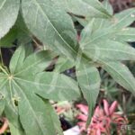 Acer Palmatum 'Shishigosan' - Érable du Japon