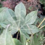 Acer Palmatum 'Shishigosan' - Érable du Japon