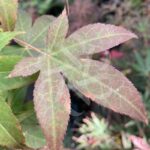 Acer Palmatum 'Shishigosan' - Érable du Japon
