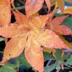 Acer Palmatum 'Sylvie' - Érable du Japon chez Palmatia Plantes