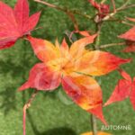 Acer Palmatum 'Sylvie' - Érable du Japon chez Palmatia Plantes