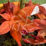 Acer Palmatum 'Sylvie' - Érable du Japon chez Palmatia Plantes