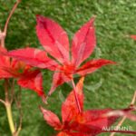 Acer Palmatum 'Sylvie' - Érable du Japon chez Palmatia Plantes