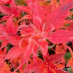 Acer Palmatum 'Sylvie' - Érable du Japon chez Palmatia Plantes