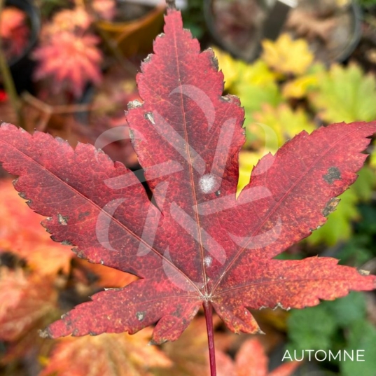 Acer circinatum 'Red Wing' - Érable du Japon