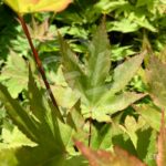 Acer circinatum 'Red Wing' - Érable du Japon
