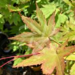 Acer circinatum 'Red Wing' - Érable du Japon