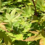 Acer circinatum 'Red Wing' - Érable du Japon