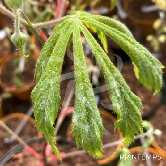 Acer japonicum 'Aconitifolium' - Érable du Japon